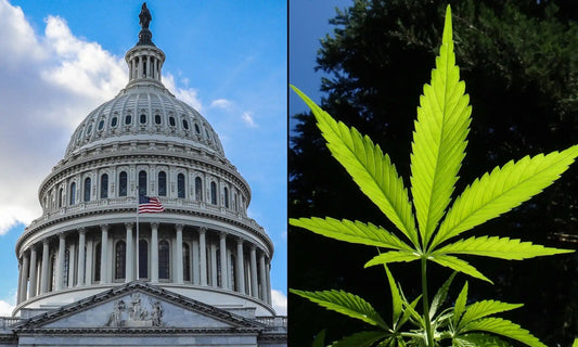 Federal hemp ban 2026 — Section 781 status update for intoxicating hemp products