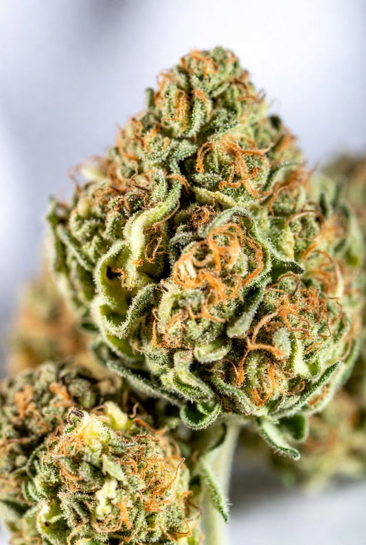 Super Lemon Haze Strain Review 2026: The Vibrant Sativa Delivering Bright Citrus Flavors, Uplifting Energy, and Creative Clarity for New Jersey Consumers