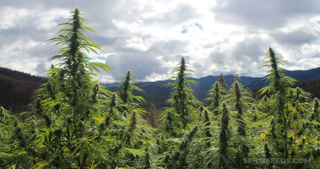 Colombian Landrace Genetics: The Raw, Equatorial Fire That Built Modern Weed Pure sativa bloodlines born in the mountains—gritty, cerebral, and unapologetically old-school. 🌿⛰️🔥