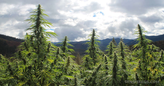 Colombian Landrace Genetics: The Raw, Equatorial Fire That Built Modern Weed Pure sativa bloodlines born in the mountains—gritty, cerebral, and unapologetically old-school. 🌿⛰️🔥