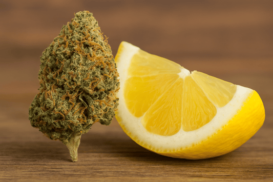 College Days: Why Cannabis Enhancement Was Key to My Development