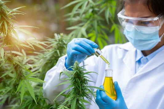 New Research Boom on Cannabis & Brain/Health Benefits