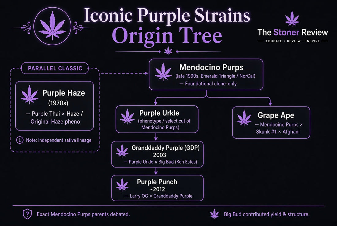 Six iconic purple cannabis strains flat lay showing Granddaddy Purple, Purple Punch, Purple Haze, Purple Urkle, Grape Ape, and Mendocino Purps