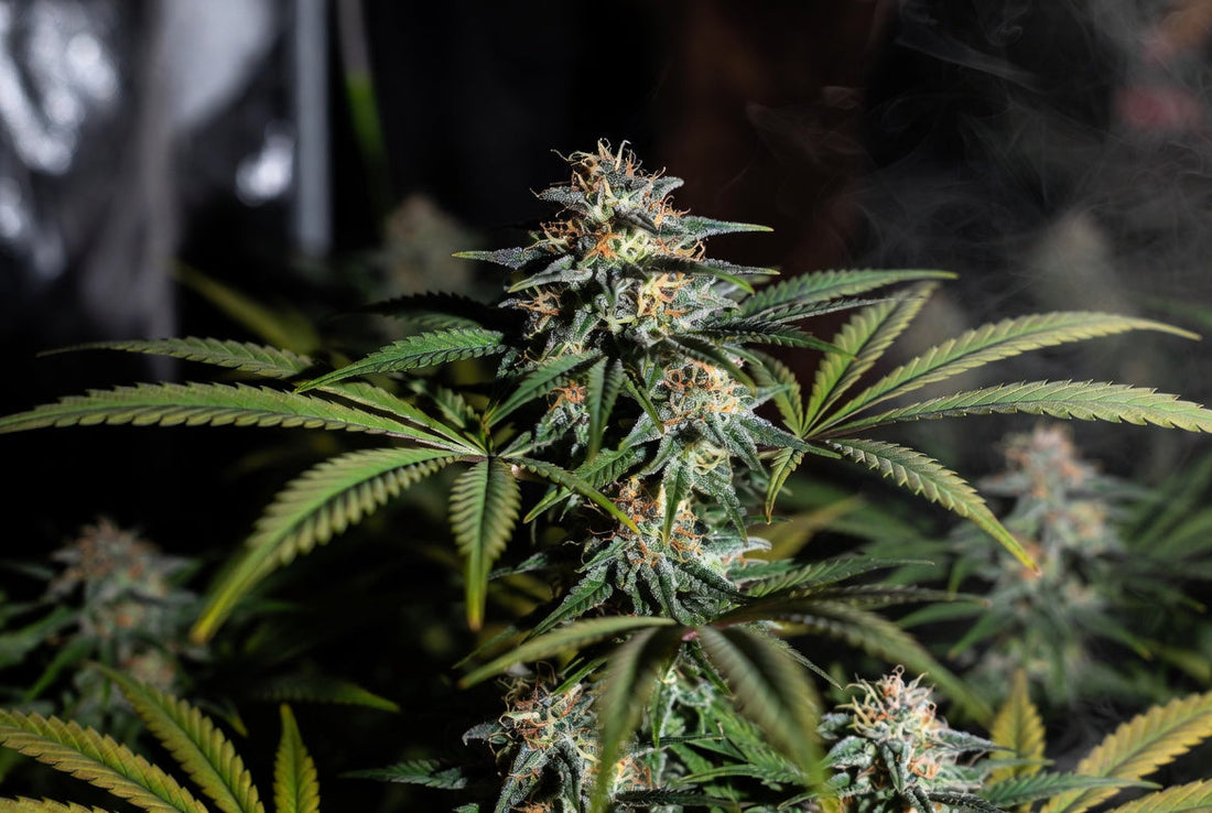 How to maximize terpenes in cannabis flower — grow variables that move the needle, by The Stoner Review