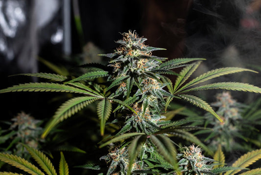 How to Maximize Terpenes in Cannabis Flower: Variables That Actually Move the Needle
