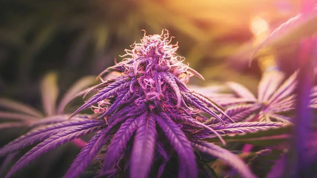 Purple Cannabis bud showing anthocyanin pigmentation