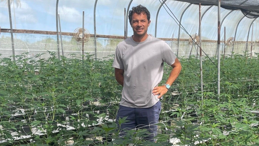 Medicinal Cannabis on the Horizon – Fiji’s Export-Only Gamble