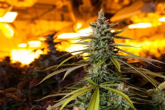 Why the Federal Government Won’t Fully Declassify Marijuana Like Tobacco — And Whether It’s Coming Soon