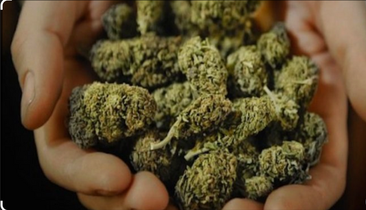 Key Differences: State-Sanctioned Cannabis vs. Unlicensed/Illicit Products