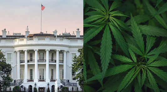 The Federal Hangover: Why Every Stoner in America Still Deals with the Same Bullshit in 2026