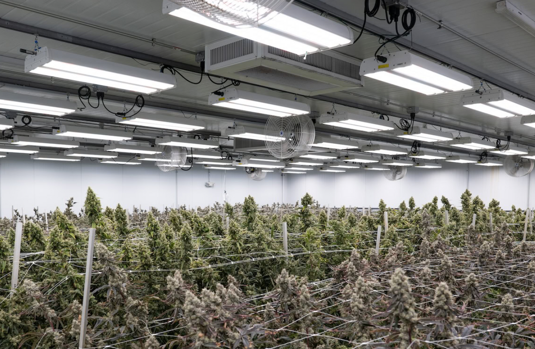 Tech Meets Cannabis: How AI, VR, and Smart Gadgets Are Reshaping the High in 2026