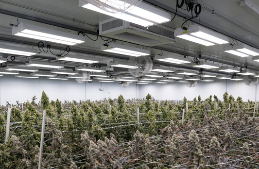 Bulgaria Uncovers Massive Cannabis Farm Inside Former Zinc Mine – Underground Empire Busted