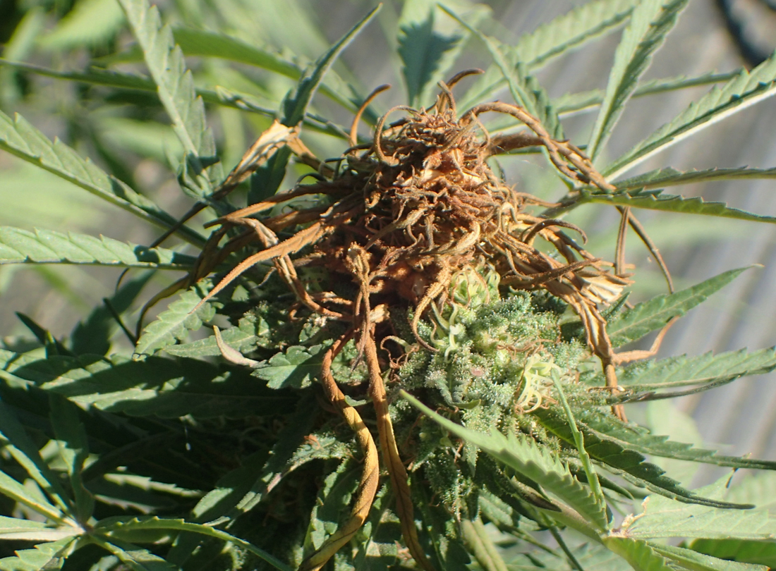 Keeping Your Outdoor Girls Safe: A Regional Guide to Cannabis Pests and Natural Defense Strategies Across the US