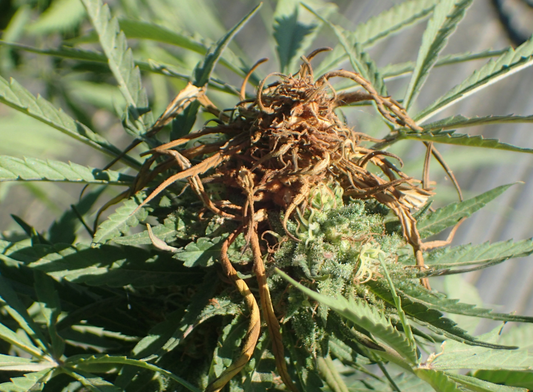 Keeping Your Outdoor Girls Safe: A Regional Guide to Cannabis Pests and Natural Defense Strategies Across the US