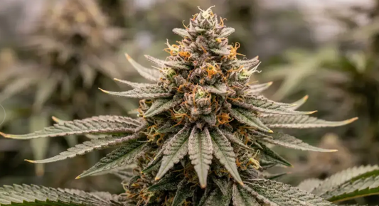 Robusta #4 by Simply Weed – Coffee Shop Kush That Actually Delivers 🔥☕🌱