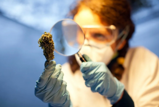 The Chaser in 2026: Why the Hunt for New Strains Never Ends