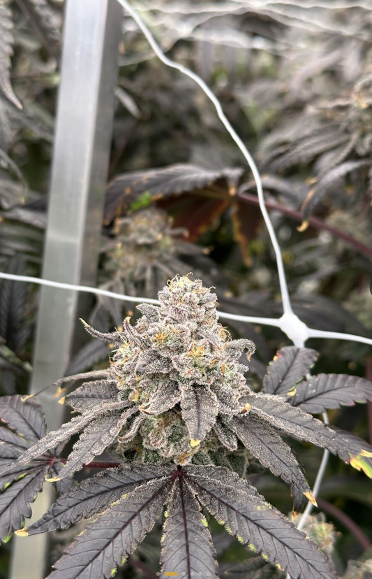Dulce de Uva by High Grass Farms NJ strain review