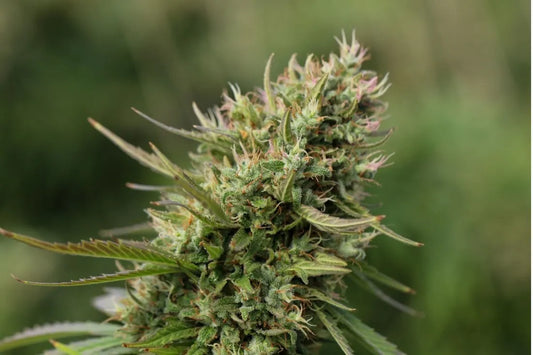 Terpenes in Cannabis Strains: The Secret Behind Flavor, Aroma, and Effects