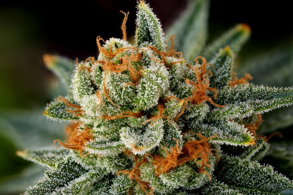 Futura Haze 9.1/10 – Bright citrus haze rocket that lifts the spirit and sharpens the mind. Classic sativa fire for slicing through the city fog. 🍋🌿🚀