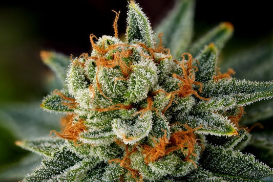 Futura Haze 9.1/10 – Bright citrus haze rocket that lifts the spirit and sharpens the mind. Classic sativa fire for slicing through the city fog. 🍋🌿🚀