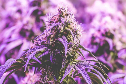 MAC (Miracle Alien Cookies) Strain Review Colorado’s Frosty Hybrid Beast That Actually Delivers