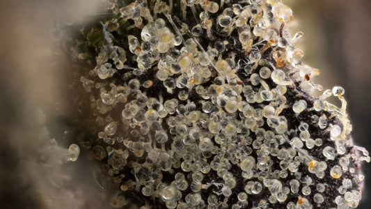 Live Resin Terpenes: The Soul of the Dab – Why This Shit Actually Matters