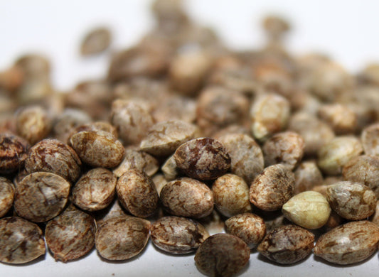 Feminized Seed Genetics: How They Deliver Near-100% Female Cannabis Plants & Premium Seedless Buds