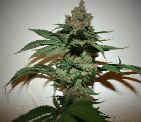 First Class Gas 9.0/10 – Loud fuel that boards like a private jet straight to heavy relaxation. Premium gas for the real heads. ⛽✈️🔥