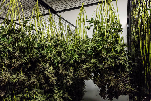 The Definitive Living Soil Cannabis Grow Guide: From Jar to Jar Real organic fire 🌱🔥🍃