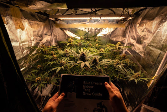 Free Blue Dream Indoor Tent Grow Guide – Full 14-Page Download (No Email Required)