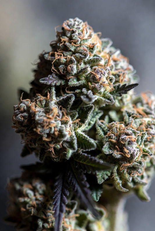 OG Kush Strain Review 2026: The Legendary Indica-Leaning Classic Delivering Earthy Pine, Fuel Notes, and Profound Body Relaxation for New Jersey Consumers
