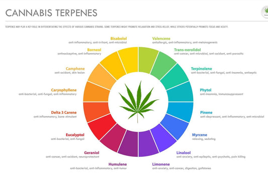 Common Terpenes & Their Effects (Terpene Chart Style)