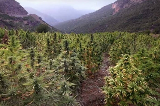 The 56-Million-Year-Old Cannabis Fossil: Ancient Genetics That Could Redefine Your Next Auto Cross