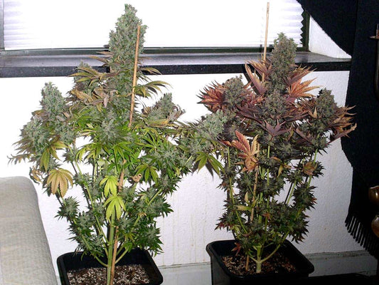 Home Grow Tip of the Day: Auto-Flower Hack for 2026 Apartments – Mutant Genetics + AI Tent Monitoring = Harvest in 8 Weeks 🌱⚡