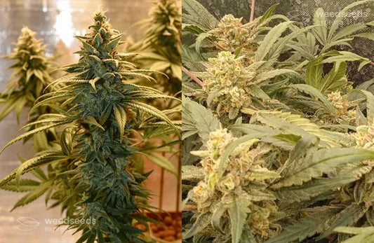 Photoperiod versus autoflowering cannabis strains represent two fundamentally different genetic approaches that deliver distinct advantages depending on a cultivator’s goals, space, and experience level.