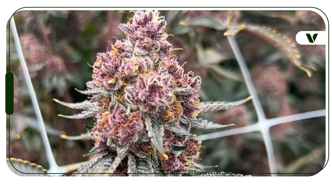 Floral Frost Strain Review: Winter’s Sweet Kiss Meets Fiery Potency By The Stoner Review – June 2026