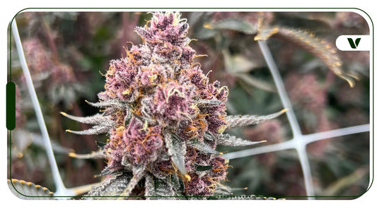 Floral Frost Strain Review: Winter’s Sweet Kiss Meets Fiery Potency By The Stoner Review – June 2026