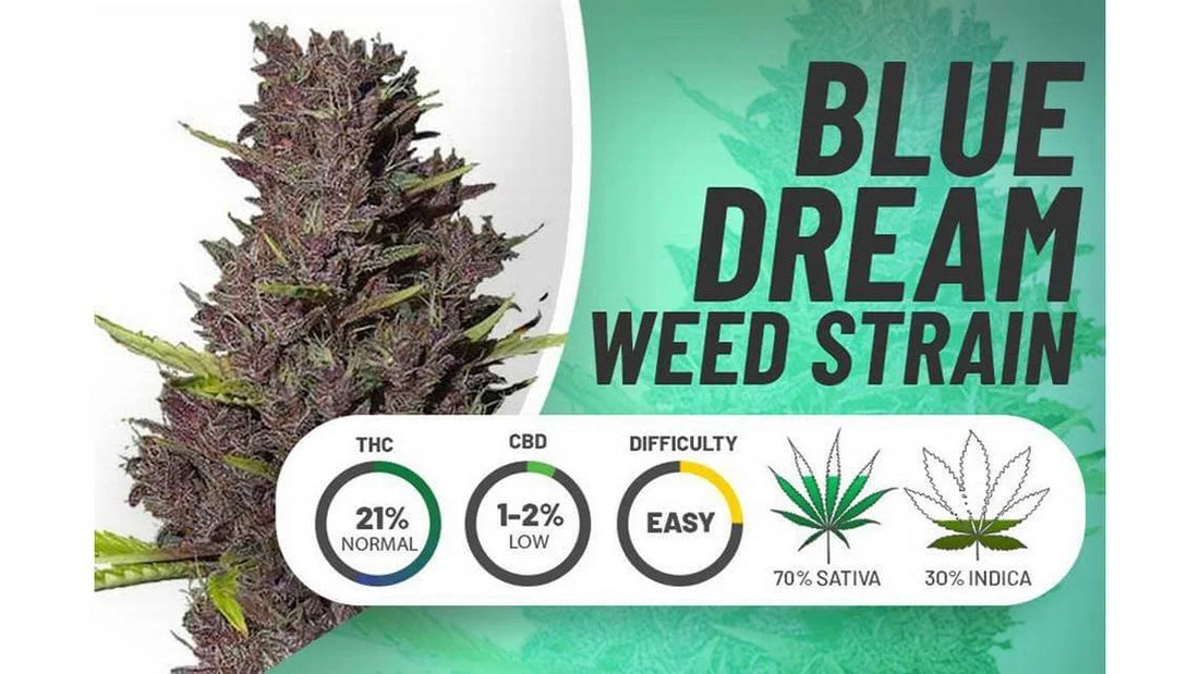 Top 10 Weed Strains Among Seniors in 2026