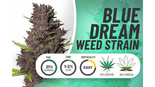 Top 10 Weed Strains Among Seniors in 2026