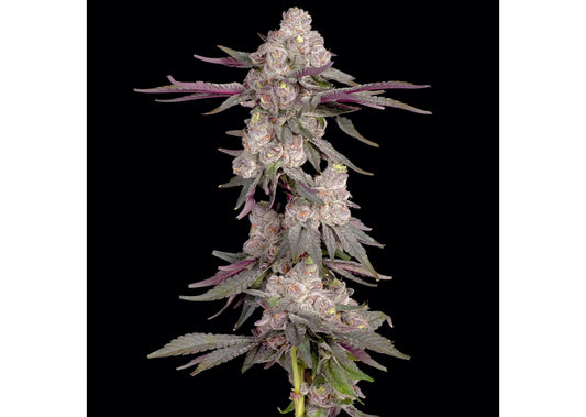 Tear Gas Strain Review: Diesel Warfare That Hits Different By The Stoner Review – June 2026