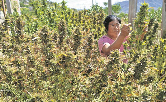 Experimental & Legal Cannabis Cultivation in Oaxaca
