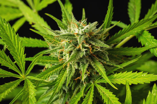 Super Gremlin vs. Gusher Pie: Parent Strain Showdown for NYC Growers & Consumers