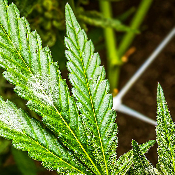 The Stoner Review Grow Guide: All-Natural Fungicide for Cannabis – Beat Powdery Mildew Without Poisoning Your Flower