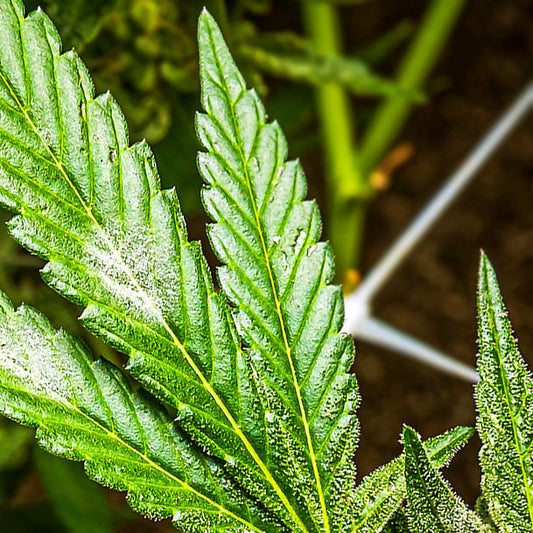The Stoner Review Grow Guide: All-Natural Fungicide for Cannabis – Beat Powdery Mildew Without Poisoning Your Flower