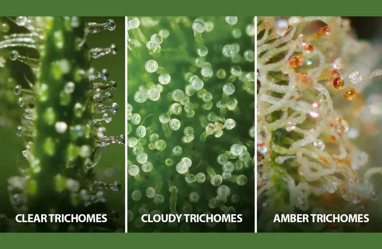 Grow Frostier Buds at Home – Complete Hydroponics 6-Part Guide