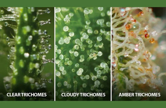 Grow Frostier Buds at Home – Complete Hydroponics 6-Part Guide