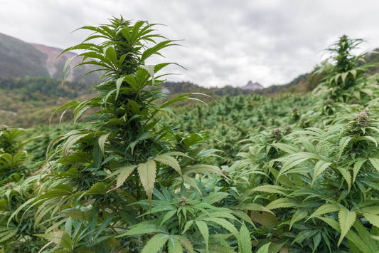 Thailand's Weed Scene in 2026: From Wild Green Rush to a Regulated Medical Glow-Up – A Stoner's Tale