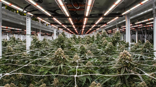 The Genetic Gold Rush: How CRISPR, Pangenomes, and Lab Precision Are Rewriting Cannabis DNA – Corporate Labs vs. the Underground Strain Hunters