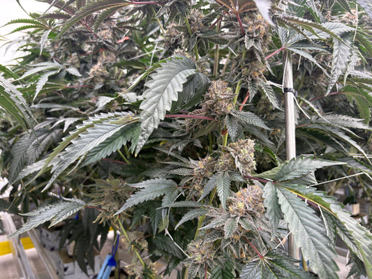 Super Gremlin Strain Review: The 33% THC Indica Hybrid Monster That’ll Have You Gremlined Out