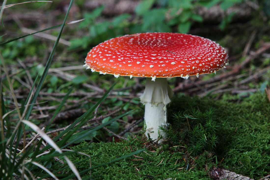 The Rise of Functional Mushroom-Cannabis Blends: Nootropic Stacks for the Modern NYC Mind